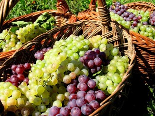 Jigsaw Puzzle «The grape harvest»