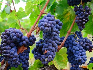 Puzzle «The grape harvest»