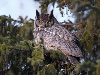 パズル «Long-eared owl»