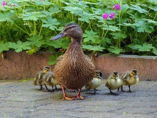 Пазл «Duck with ducklings»