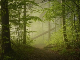 Пазл «Утро в лесу»