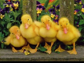 Bulmaca «Ducklings»