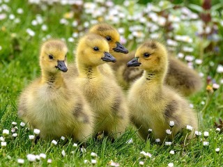 Quebra-cabeça «Ducklings»
