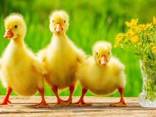 Пазл «Ducklings»