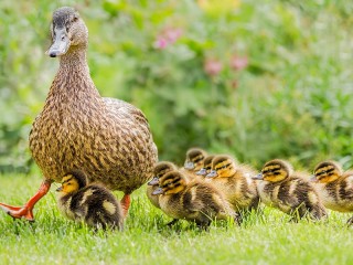 Jigsaw Puzzle «Ducklings for a walk»