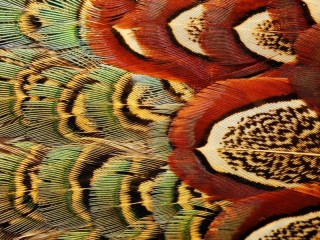 Jigsaw Puzzle «Feather patterns»
