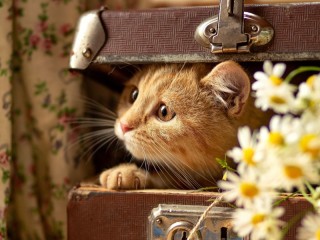 Jigsaw Puzzle «In a suitcase»