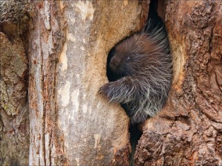 Zagadka «in the hollow»