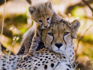 Jigsaw Puzzle «In the Kenyan nature reserve»