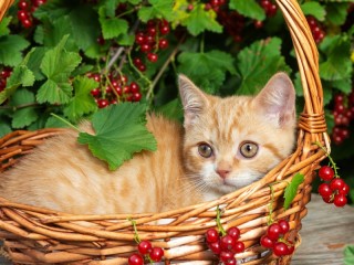 Jigsaw Puzzle «In the basket»