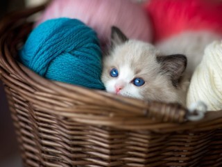 Пазл «In a basket of yarn»