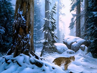 Пазл «В зимнем лесу»