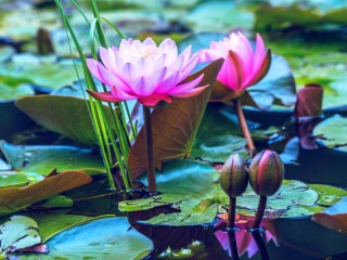 Quebra-cabeça «Evening water lilies»