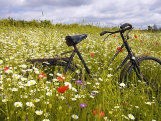 Пазл «Велосипед в поле»