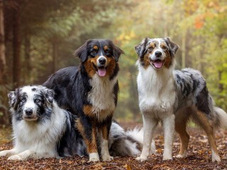 Slagalica «Hungarian Sheepdog»