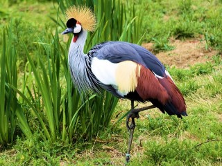 Jigsaw Puzzle «Crowned crane»