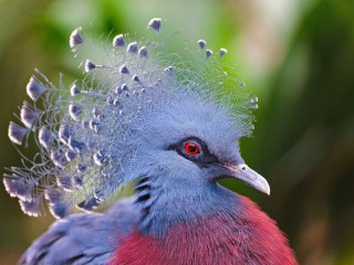 Jigsaw Puzzle «Crowned pigeon»