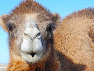 Puzzle «Camel»