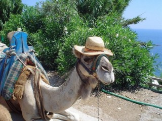 Rompecabezas «The camel in the hat»