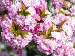 Jigsaw Puzzle «spring bloom»