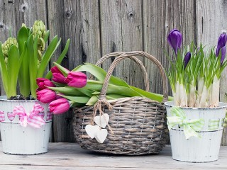 Rätsel «Spring flowers»