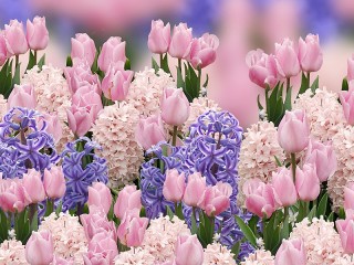 Jigsaw Puzzle «Spring flowers»