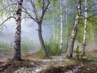 Jigsaw Puzzle «Spring forest»