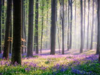 Rompicapo «spring forest»