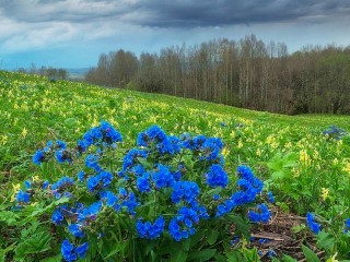 Quebra-cabeça «Spring landscape»