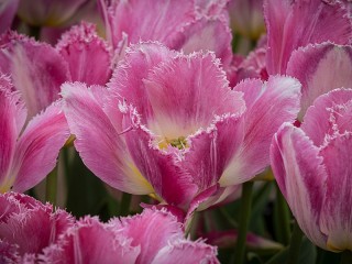 Bulmaca «Spring flower»