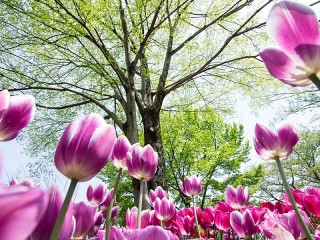 Пазл «Весна»