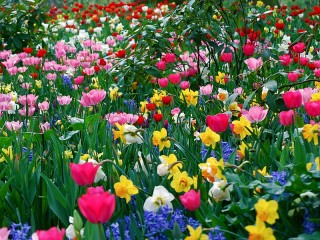 Jigsaw Puzzle «Spring has come»
