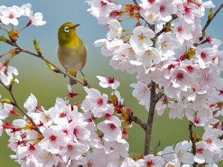 Слагалица «Spring has come»