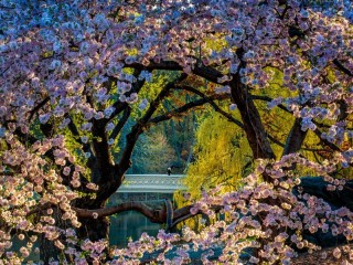 Jigsaw Puzzle «Spring in New York»