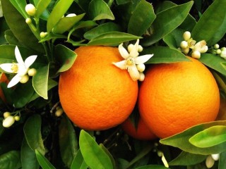 Puzzle «Vetka apelsina»