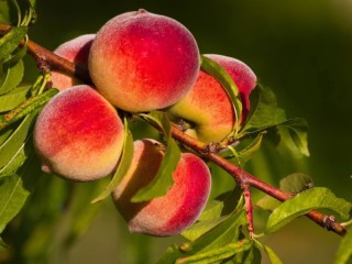 Пазл «vetka persikov»