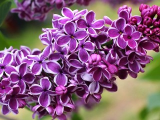 Пазл «Branch of lilac»