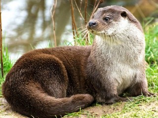 Jigsaw Puzzle «Otter»