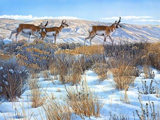 Jigsaw Puzzle «Pronghorns in winter»