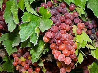 Puzzle «Grapes»