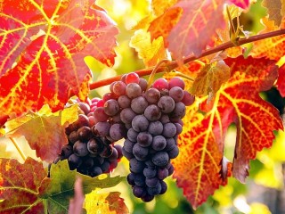Jigsaw Puzzle «Grapes»