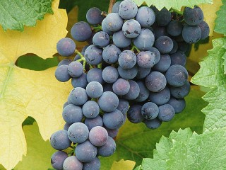 Rätsel «vinograd»