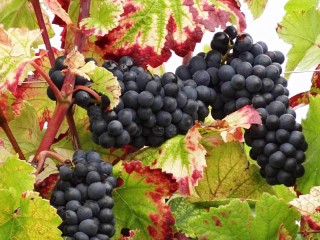 Jigsaw Puzzle «Grapes and leaves»