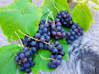 Jigsaw Puzzle «Grapes on leaves»