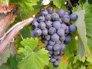 Jigsaw Puzzle «Grapes on the branch»