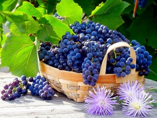 Bulmaca «Grapes»