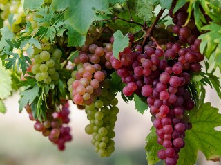 Пазл «Виноградная лоза»