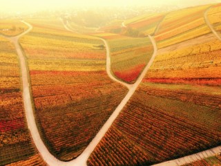 Quebra-cabeça «Vineyards in autumn»