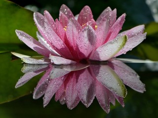 Zagadka «Water Lily»
