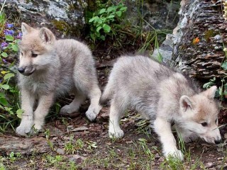 Quebra-cabeça «The cubs»